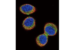 Immunofluorescence (IF) image for anti-FER Tyrosine Kinase (FER) antibody (ABIN3003442)