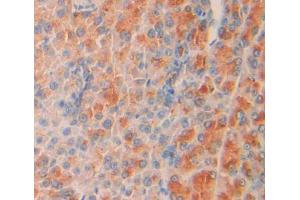 IHC-P analysis of Mouse Tissue, with DAB staining. (SHC2 anticorps  (AA 98-302))
