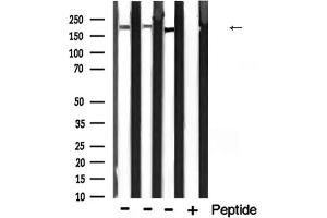 anti-Integrin beta 4 (ITGB4) (C-Term) antibody