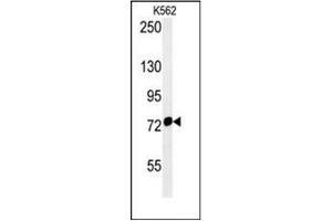Western blot analysis of Grp75 / HSPA9 Antibody (Center) in K562 cell line lysates (35ug/lane). (HSPA9 anticorps  (Middle Region))