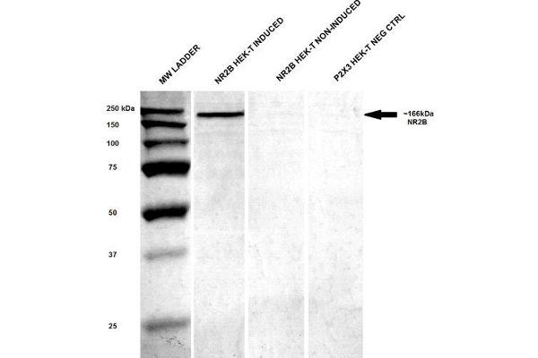 GRIN2B anticorps  (AA 20-271) (FITC)