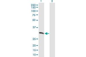 Western Blot analysis of MCART1 expression in transfected 293T cell line by MCART1 MaxPab polyclonal antibody.
