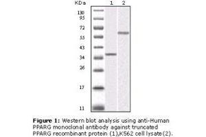 Image no. 2 for anti-Peroxisome Proliferator-Activated Receptor gamma (PPARG) antibody (ABIN232120) (PPARG anticorps)