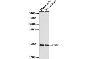 Western blot analysis of extracts of various cell lines, using LYRM1 antibody (ABIN6292543) at 1:1000 dilution. (LYRM1 anticorps)