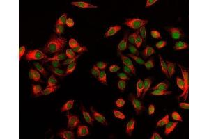 IF analysis of EXOSC8 using anti-EXOSC8 antibody (ABIN7601850). (EXOSC8 anticorps  (AA 49-216))