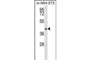 NUDT9 Antibody (C-term) (ABIN656174 and ABIN2845504) western blot analysis in mouse NIH-3T3 cell line lysates (35 μg/lane). (NUDT9 anticorps  (C-Term))