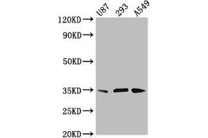 Western Blot Positive WB detected in: U87 whole cell lysate, 293 whole cell lysate, A549 whole cell lysate All lanes: VAX1 antibody at 3. (VAX1 anticorps  (AA 2-106))