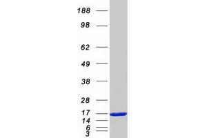 Validation with Western Blot