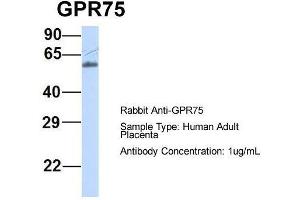 Host:  Rabbit  Target Name:  GPR75  Sample Type:  Human Adult Placenta  Antibody Dilution:  1. (GPR75 anticorps  (Middle Region))