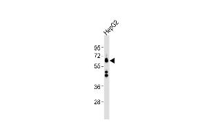 Anti-SLC2A1 Antibody (C-term)at 1:1000 dilution + HepG2 whole cell lysates Lysates/proteins at 20 μg per lane.
