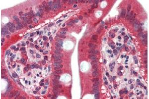 Anti-SUSD2 antibody  ABIN1104553 IHC staining of human small intestine. (SUSD2 anticorps  (N-Term))