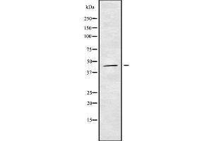Western blot analysis of HOXB3 using K562 whole cell lysates