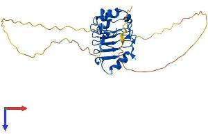 AlphaFold protein structure predicition of Mouse Recombinant Anp32b Protein, UniprotID Q9EST5