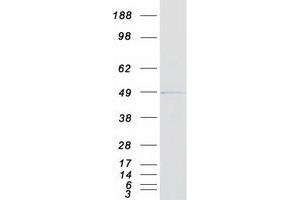 Validation with Western Blot