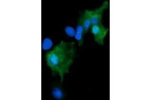 Image no. 2 for anti-Growth Arrest and DNA-Damage-Inducible, gamma (GADD45G) antibody (ABIN1497604) (GADD45G anticorps)