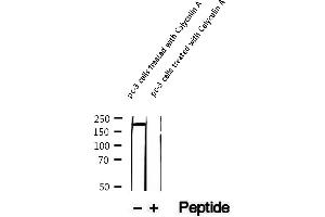 anti-Kinesin Family Member 1B (KIF1B) (pSer1487) antibody