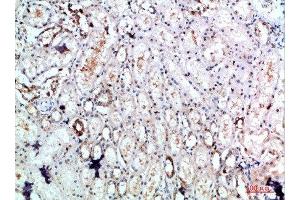 Immunohistochemical analysis of paraffin-embedded human-kidney, antibody was diluted at 1:200 (DLEU7 anticorps)