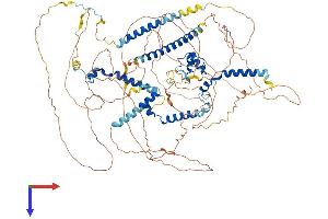 Myocardin (MYOCD) (AA 1-935) protein (His tag)