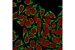 Confocal immunofluorescence image of HeLa cells using HSP60 (Heat Shock Protein 60) Mab(Clone HSPD1/875) Green (CF488) and Reddot is used to label the nuclei Red. (HSPD1 anticorps)
