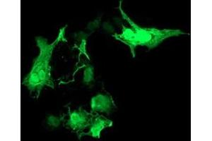 Anti-RASD2 mouse monoclonal antibody (ABIN2453961) immunofluorescent staining of COS7 cells transiently transfected by pCMV6-ENTRY RASD2 (RC201454). (RASD2 anticorps)
