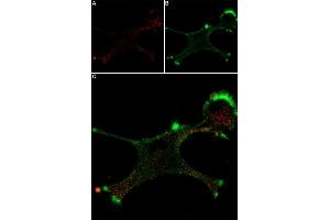 Live cell imaging of mouse NGF 2. (NGF 2.5S protein (Atto 647N))