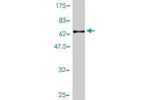Western Blot detection against Immunogen (56.
