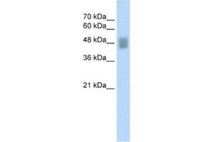 Western Blotting (WB) image for anti-Interferon Regulatory Factor 3 (IRF3) antibody (ABIN2460345) (IRF3 anticorps)