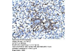 Human Spleen (RCOR3 anticorps  (N-Term))