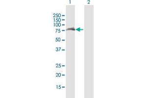 Western Blot analysis of TRIM32 expression in transfected 293T cell line by TRIM32 MaxPab polyclonal antibody. (TRIM32 anticorps  (AA 1-653))