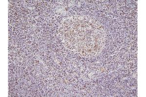 This image shows paraffin-embedded human palatine tonsil tissue sample stained with anti-NPM antibody (5E3) at 1:100 dilution.