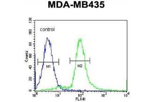 ARHGAP10 Antibody (Center) flow cytometric analysis of MDA-MB435 cells (right histogram) compared to a negative control cell (left histogram). (ARHGAP10 anticorps  (Middle Region))