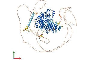 AlphaFold protein structure predicition of Mouse Recombinant Ddx42 Protein, UniprotID Q810A7
