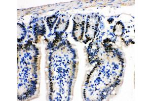 Anti-MCM2 antibody, IHC(P) IHC(P): Mouse Intestine Tissue (MCM2 anticorps  (C-Term))