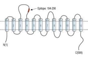 anti-GABA Transporter 1 (GAT1) (2nd Extracellular Loop), (AA 194-206) antibody