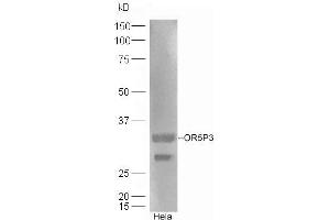 HeLa lysates probed with Rabbit Anti-OR5P3 Polyclonal Antibody, Unconjugated (ABIN1387911) at 1:300 overnight at 4 °C. (OR5P3 anticorps  (AA 211-311))