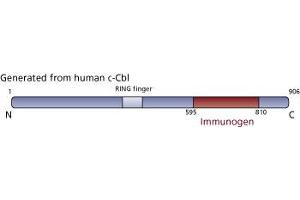 Image no. 3 for anti-Cas-Br-M (Murine) Ecotropic Retroviral Transforming Sequence (CBL) (AA 595-810) antibody (ABIN967971) (CBL anticorps  (AA 595-810))