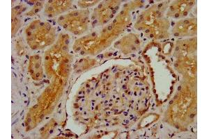IHC image of ABIN7149966 diluted at 1:300 and staining in paraffin-embedded human kidney tissue performed on a Leica BondTM system.