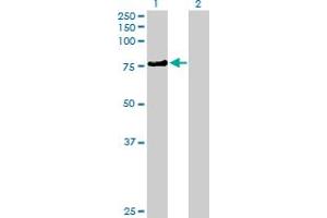 Western Blot analysis of KLHL4 expression in transfected 293T cell line by KLHL4 MaxPab polyclonal antibody. (Kelch-Like 4 anticorps  (AA 1-718))