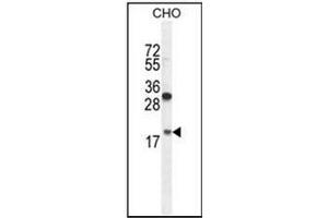 Western blot analysis in CHO cell line lysates (35 ug/lane) using RPL27A Antibody (C-term) Cat. (RPL27A anticorps  (C-Term))