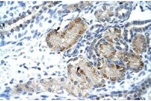 Immunohistochemical staining (Formalin-fixed paraffin-embedded sections) of human kidney with GTF2IRD1 polyclonal antibody  at 4-8 ug/mL working concentration. (GTF2IRD1 anticorps  (C-Term))