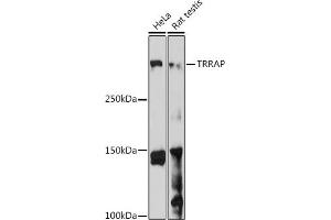 Western blot analysis of extracts of various cell lines, using TRRAP antibody (ABIN7270906) at 1:1000 dilution. (TRRAP anticorps)