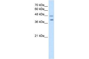 PSG1 antibody used at 2. (PSG1 anticorps  (C-Term))