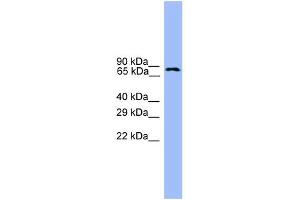 WB Suggested Anti-USP1 Antibody Titration: 0. (USP1 anticorps  (C-Term))