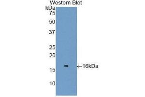 Western Blotting (WB) image for anti-Lysozyme (LYZ) (AA 22-143) antibody (ABIN1078300) (LYZ anticorps  (AA 22-143))