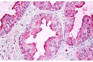 Anti-GJA5 / Connexin 40 antibody IHC staining of human prostate. (Cx40/GJA5 anticorps  (C-Term))