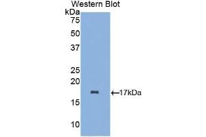 Detection of Recombinant aLA, Mouse using Polyclonal Antibody to Alpha-Lactalbumin (aLA) (LALBA anticorps  (AA 24-141))