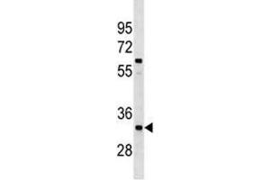 XRCC4 antibody western blot analysis in A549 lysate