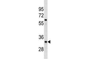 XRCC4 antibody western blot analysis in A549 lysate (XRCC4 anticorps  (AA 205-234))