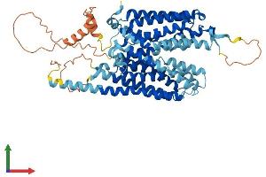 AlphaFold protein structure predicition of Human Recombinant SLC43A2 Protein, UniprotID Q8N370