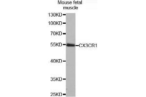 Western Blotting (WB) image for anti-Chemokine (C-X3-C Motif) Receptor 1 (CX3CR1) antibody (ABIN1679440)